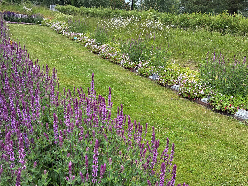 Salvia, låga nävor.