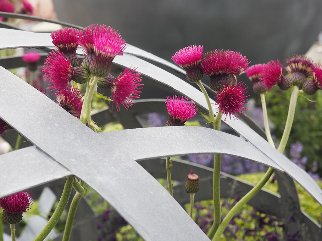 Blomster i tävlingsträdgårdarna