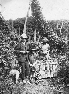 Hop Picking