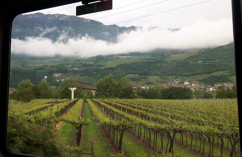 Utsikt över vinfält och berg från tågfönster.