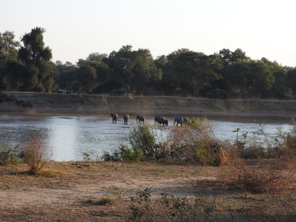 elefanter över flöd South Luangwa Zambia