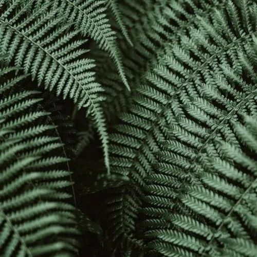 A close up of a fern plant