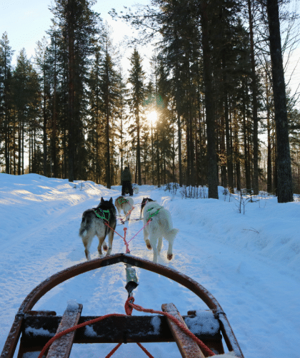 Dogsledding in Västerbotten in Northern Sweden is an unforgettable nature experience.