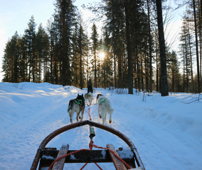 Dogsledding in Västerbotten in Northern Sweden is an unforgettable nature experience.