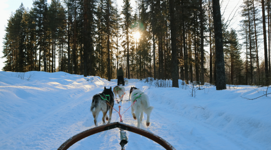 Dogsledding in Västerbotten in Northern Sweden is an unforgettable nature experience.
