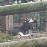 A moose is lying in his enclosure at Skansen in Stockholm.