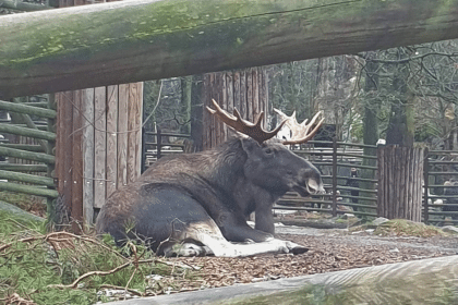 A moose is lying in his enclosure at Skansen in Stockholm.