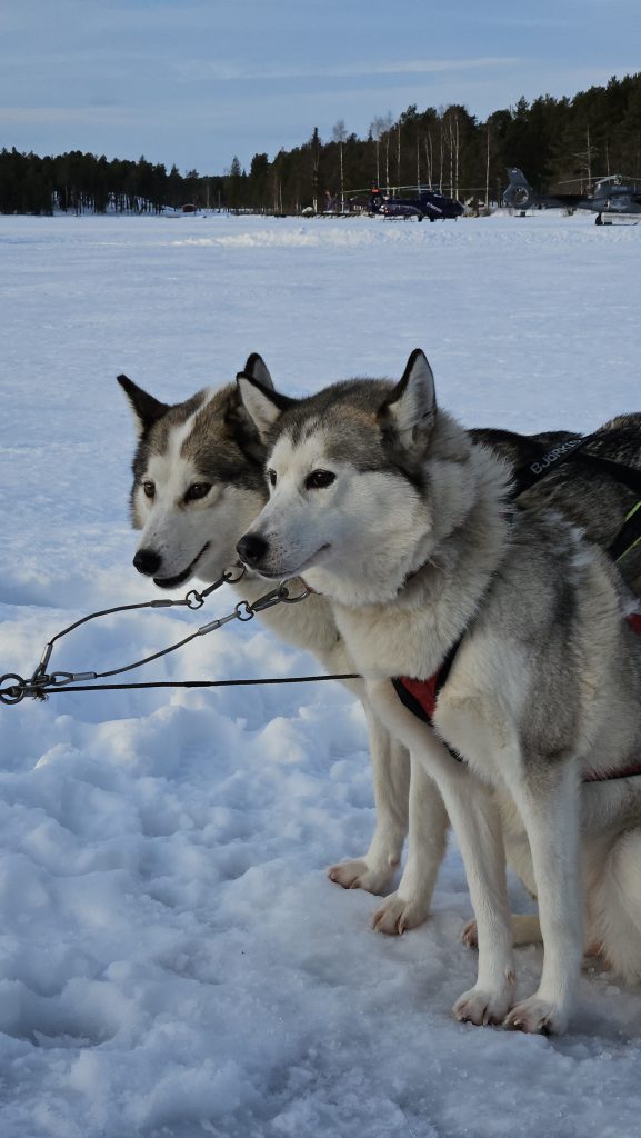 Dog sledging at Jokkmokk Marknad, the Jokkmokk wintermarket in Swedish Lapland. 