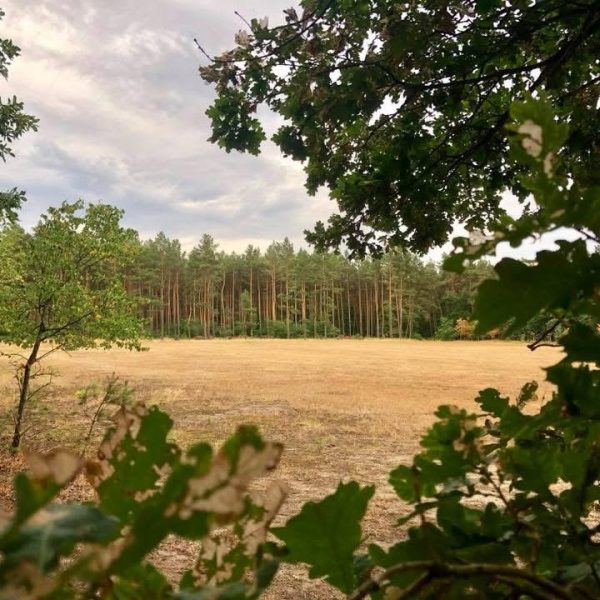 Kein Naturschutz, kein Klimaschutz – warum der Berliner Grunewald bleiben muss