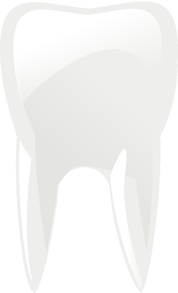 molar, teeth, tooth-303114.jpg