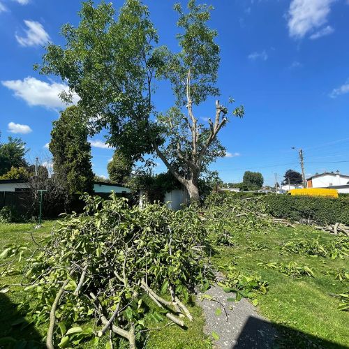 Élagage d’arbre à Liège Élagage d'arbre à Liège