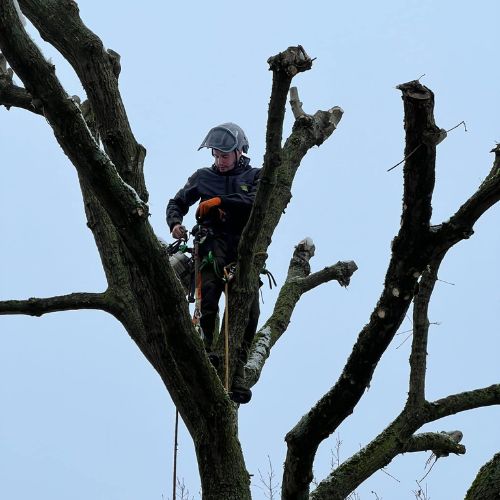 Élagage d’arbre par Tanghe Espace Vert Élagage d'arbre par Tanghe Espace Vert