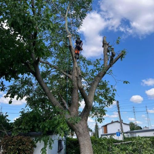Service d’abattage d’arbre par une entreprise de parc et jardin Service d'abattage d'arbre par une entreprise de parc et jardin