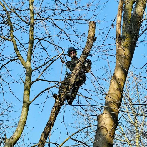 Service d’abattage d’arbre à Liège par Tanghe Espace Vert Service d'abattage d'arbre à Liège par Tanghe Espace Vert