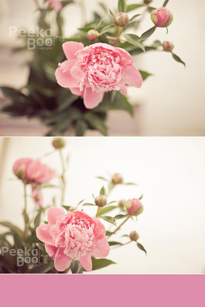 bursdag-blomster-bente | Fotograf Tanja Myrbråten