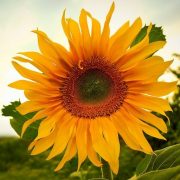 (c) Tanzgruppe-sunflowers.de