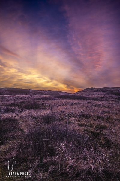 Twilight Serenity in Danish Dunes