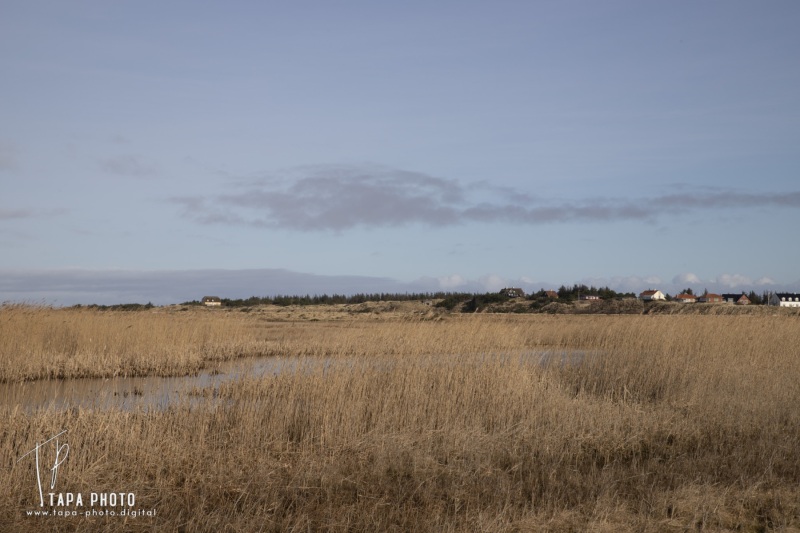 Tranquility at Ringkøbing Fjord