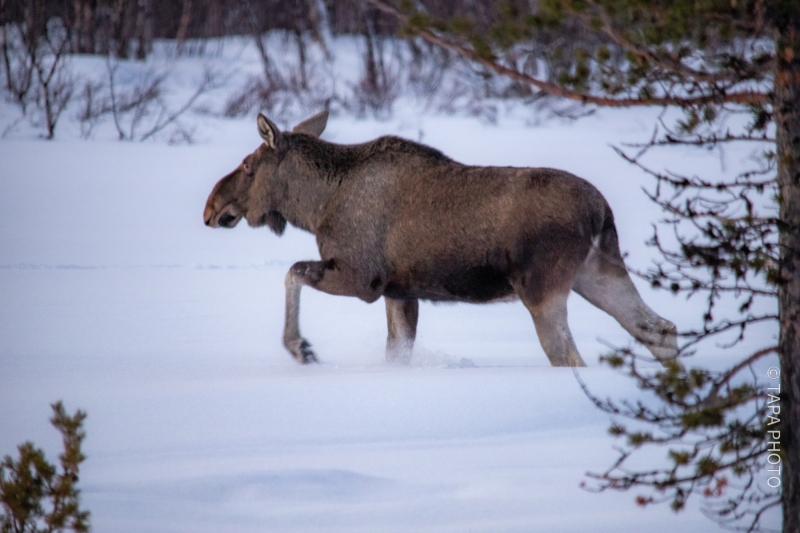 A Winter Trek: Moose in the Snowy Wilderness of Kiruna