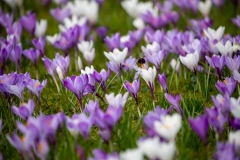 Frühlingserwachen auf dem Museumsberg: Ein Tanz der Bienen und Krokusse