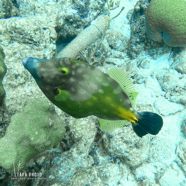 Scuba diving  Kokomo Beach