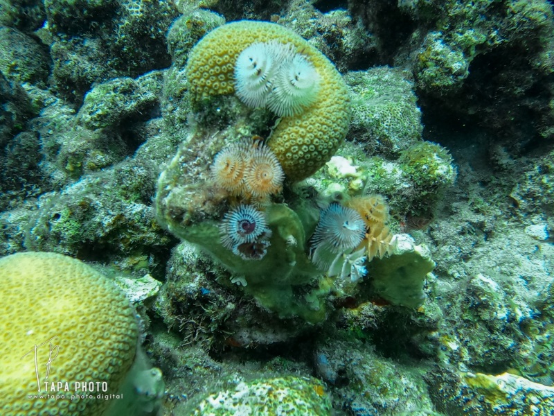 Scuba diving  Kokomo Beach