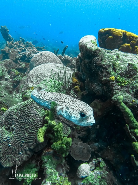 Scuba diving Double Reef - Fisherman's Bay