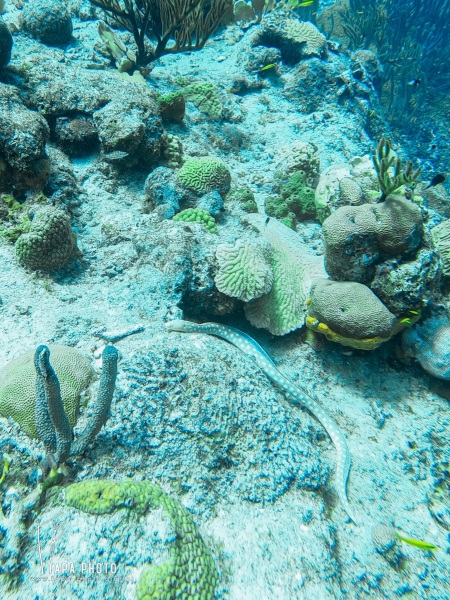 Scuba diving Double Reef - Fisherman's Bay
