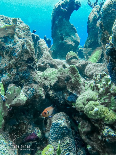 Scuba diving Double Reef - Fisherman's Bay
