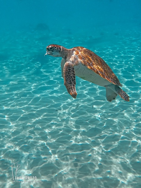 Sea turtle - Playa Grandi