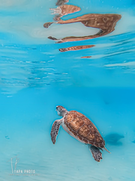 Sea turtle - Playa Grandi