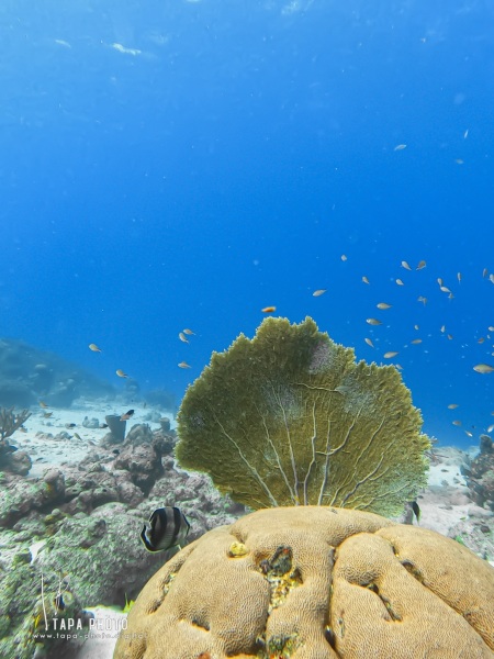 Scuba diving - Marie Pompoen