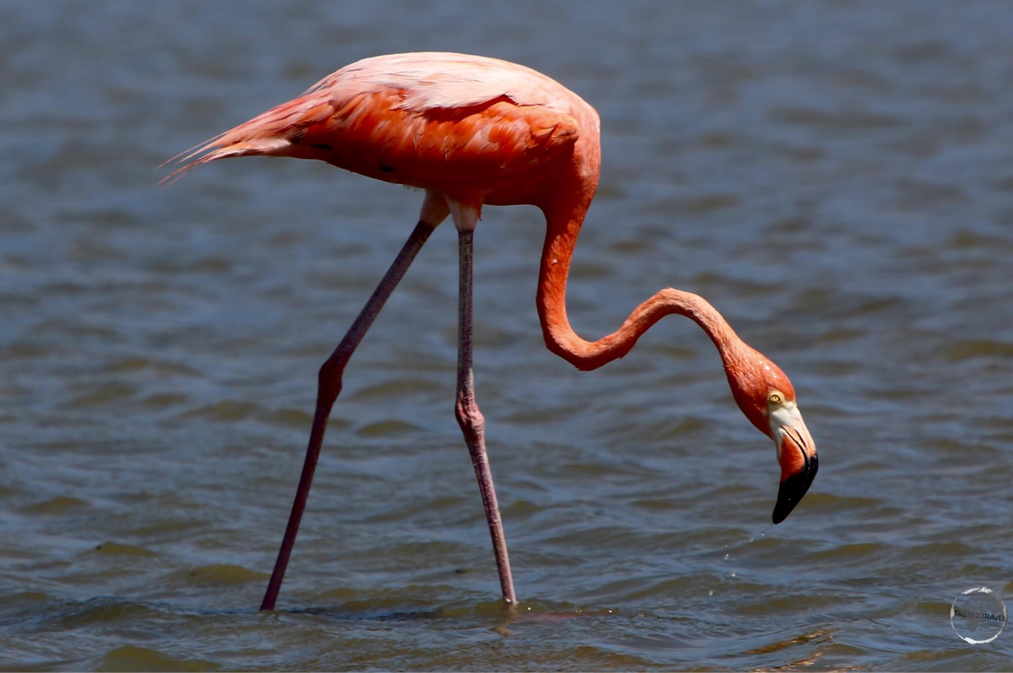 A Caribbean Flamingo filter-feeding on Lake Gotomeer, Bonaire.