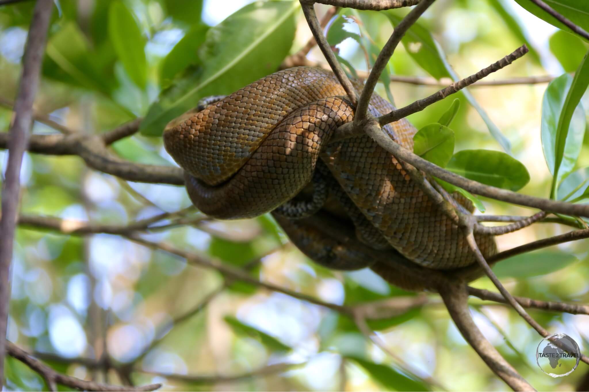 Due to the fact it was sleeping, I was almost able to reach out and touch this Tree Boa in Caroni Bird Sanctuary.