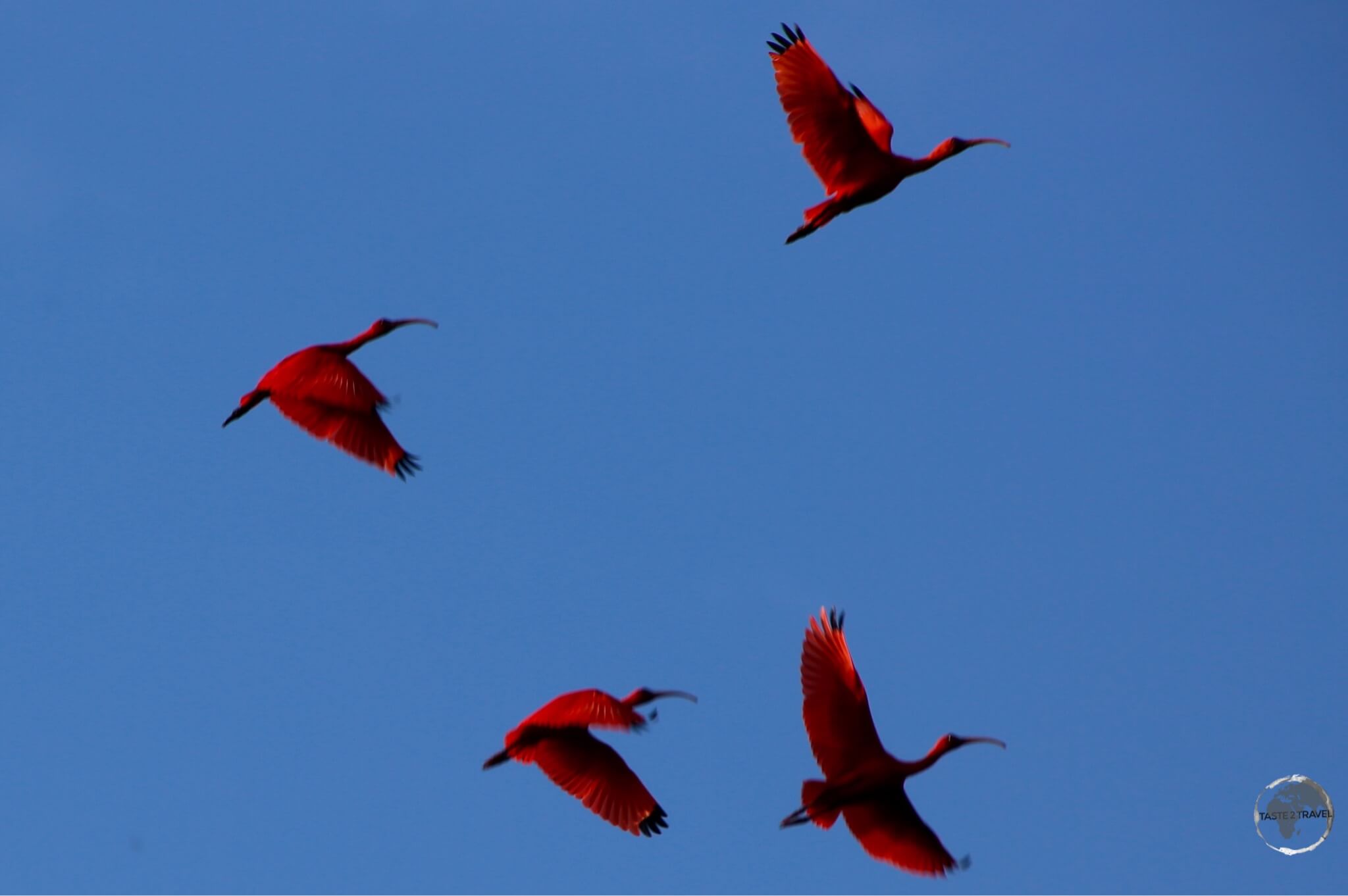 The Caroni Bird Sanctuary is famous for its huge numbers of the striking, but shy, Scarlet Ibis.