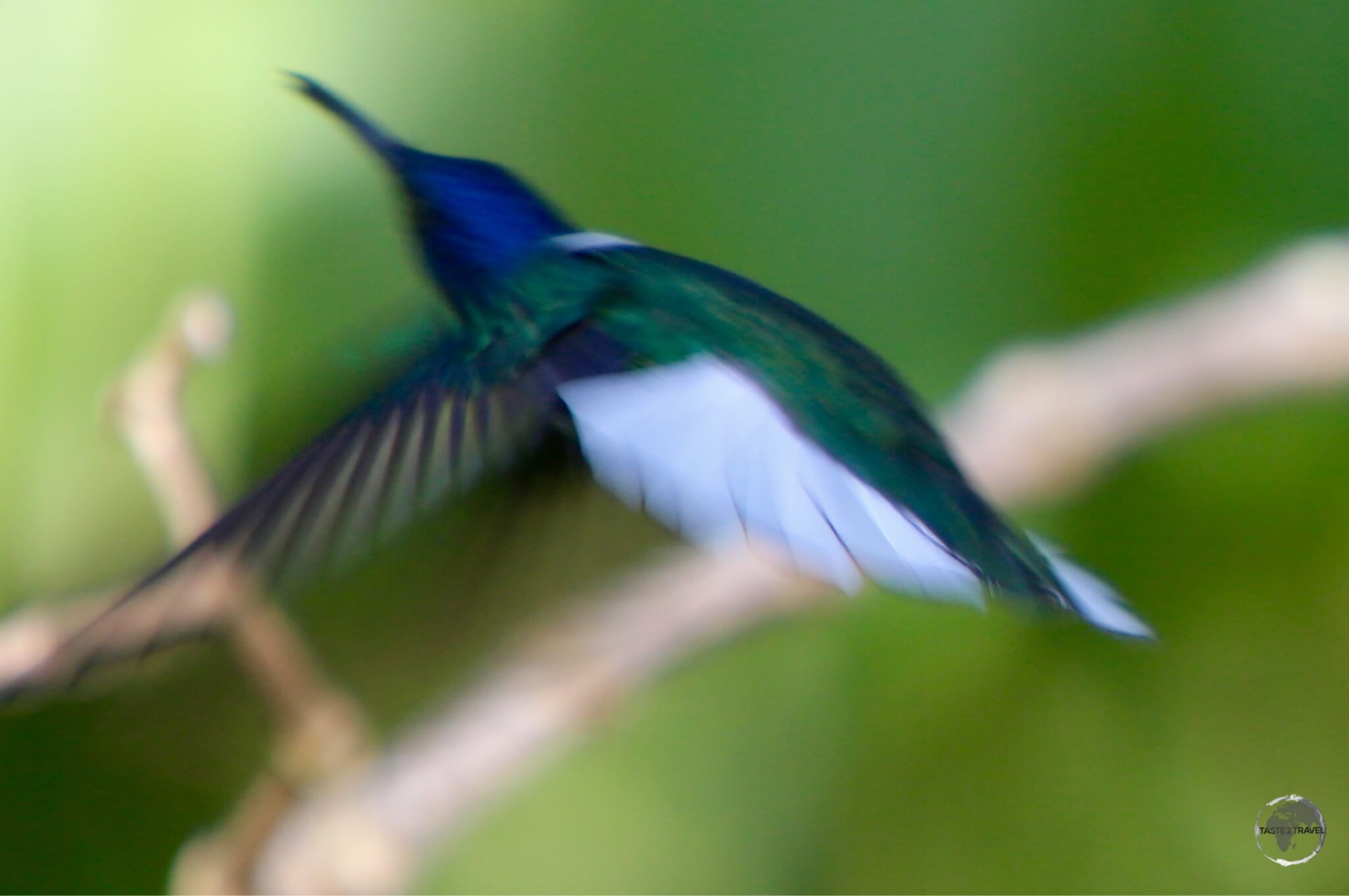 White-necked Jacobin hummingbird in flight at the Asa Wright nature centre.