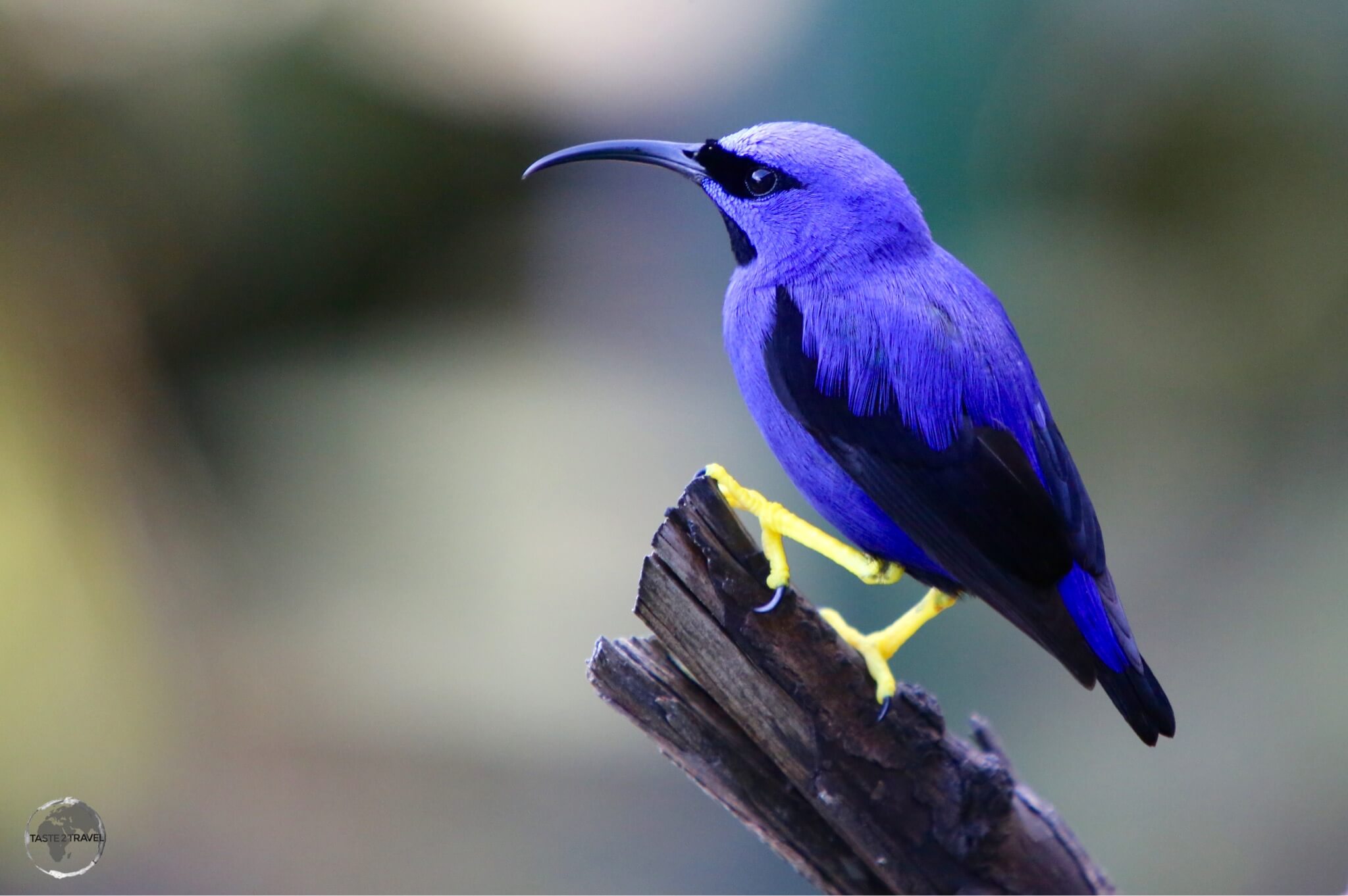 A male Purple Honey Creeper at Asa Wright nature reserve. 