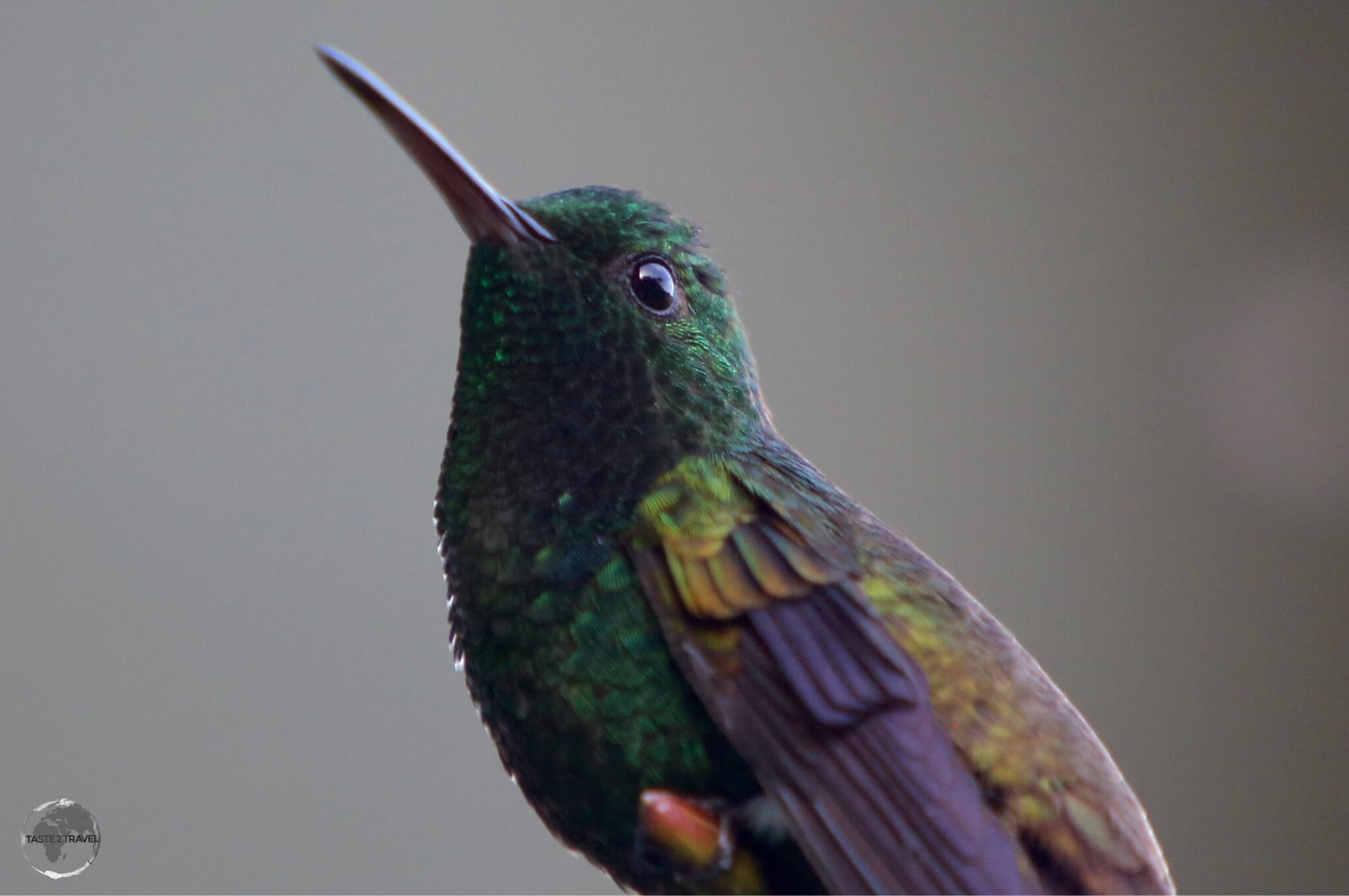 A Copper-rumped hummingbird at the Asa Wright nature reserve.