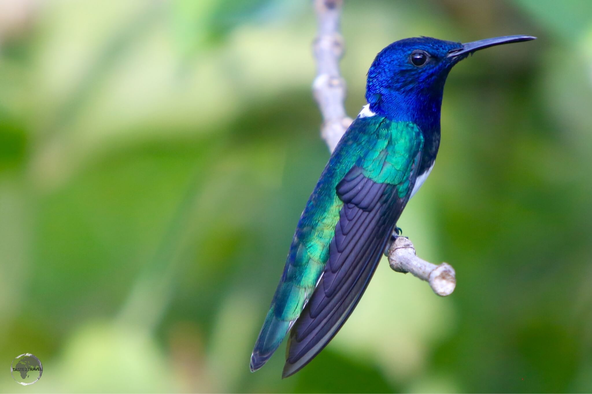 White-necked Jacobin hummingbird at Asa Wright nature centre.