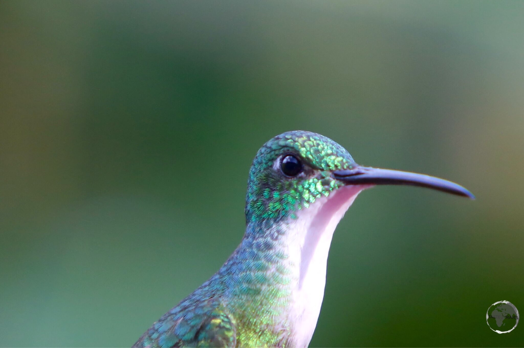 A female White-necked Jacobin hummingbird at Asa Wright nature centre.