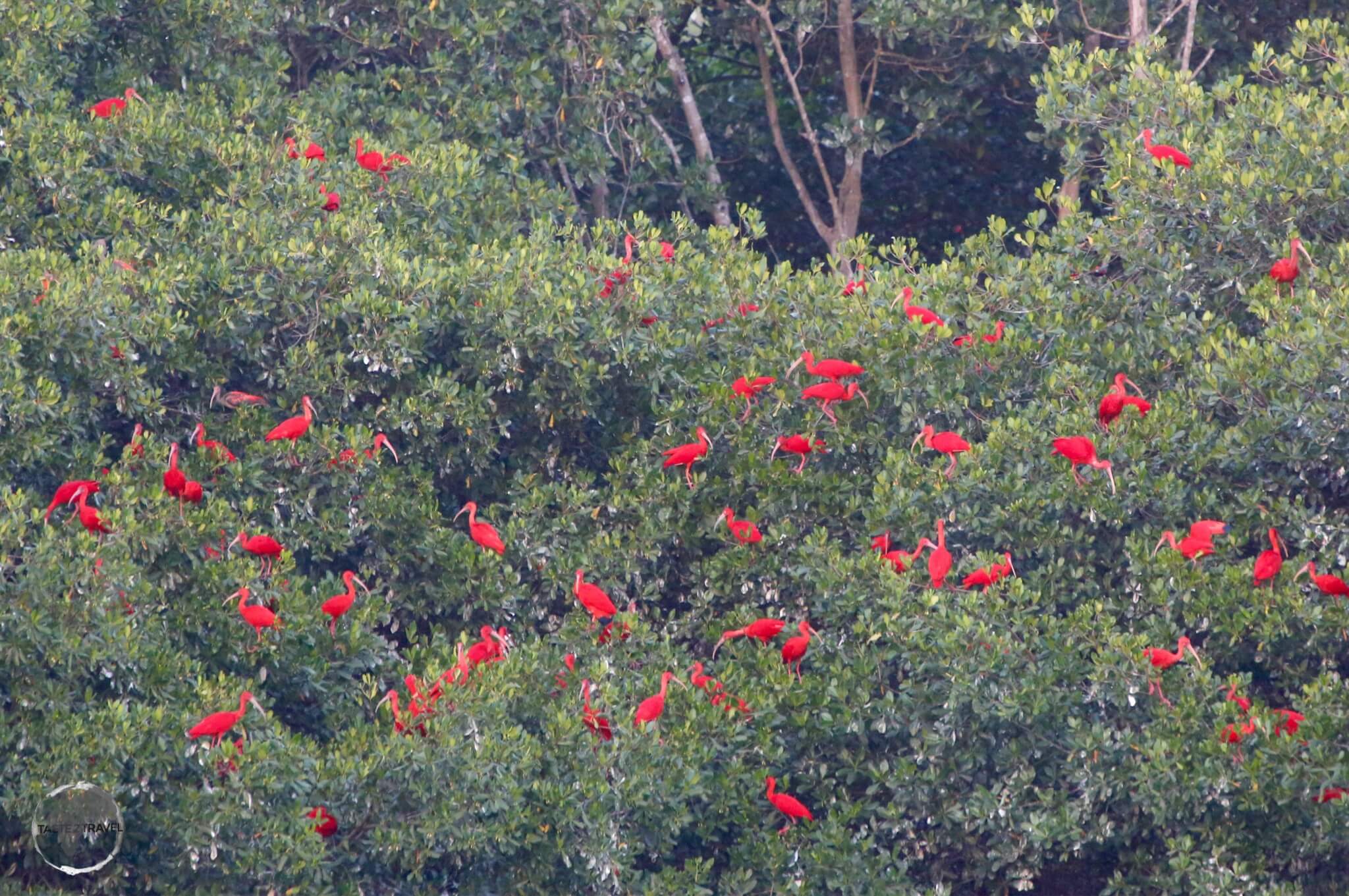 Each evening at sunset, thousands of Scarlet Ibis return to Caroni Bird Sanctuary to roost for the evening. 