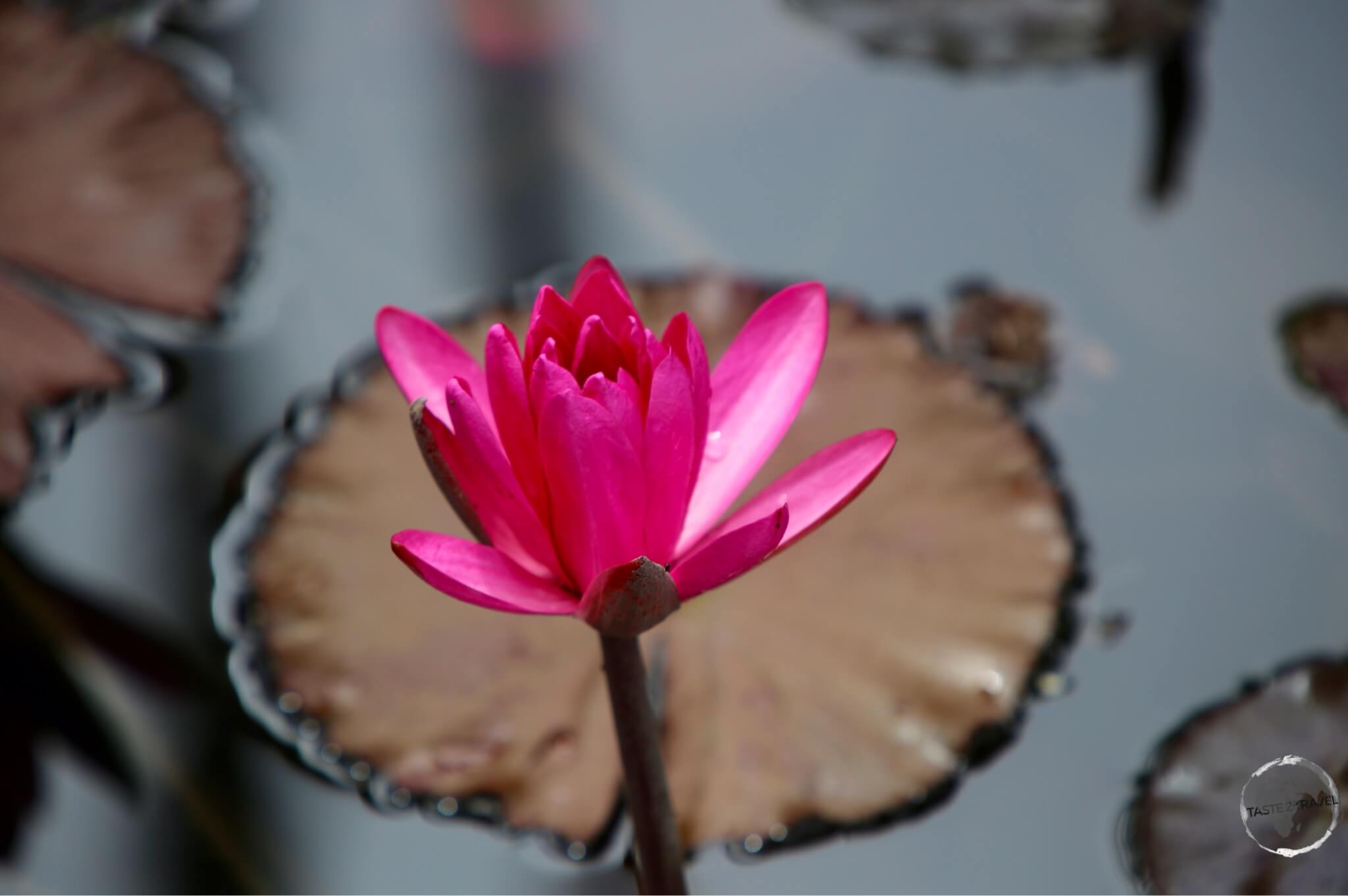 Barbados Travel Guide: Water Lily at Codrington College, Barbados.