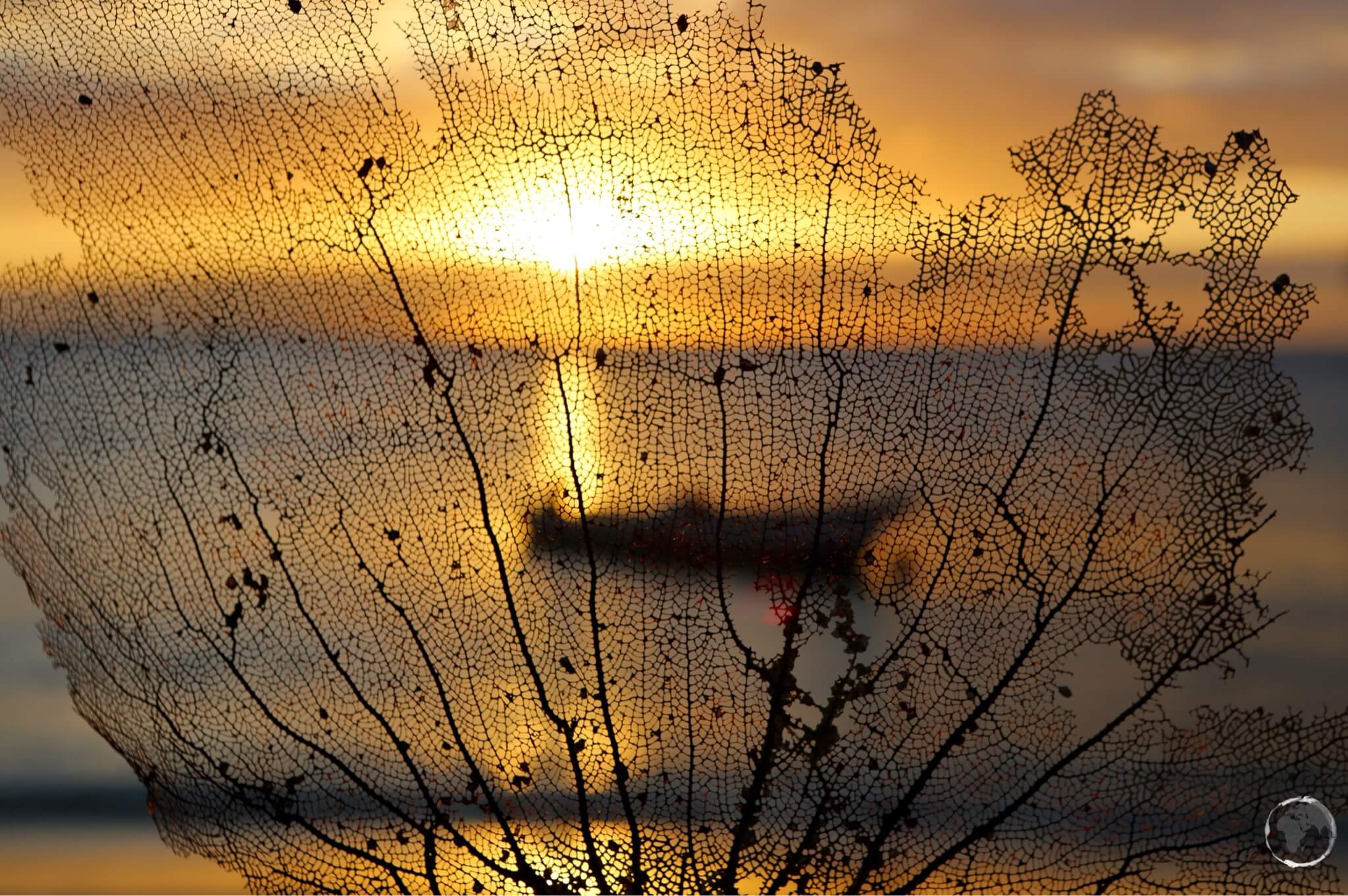 Sunset seen through a piece of fern coral at Morne Rouge beach.