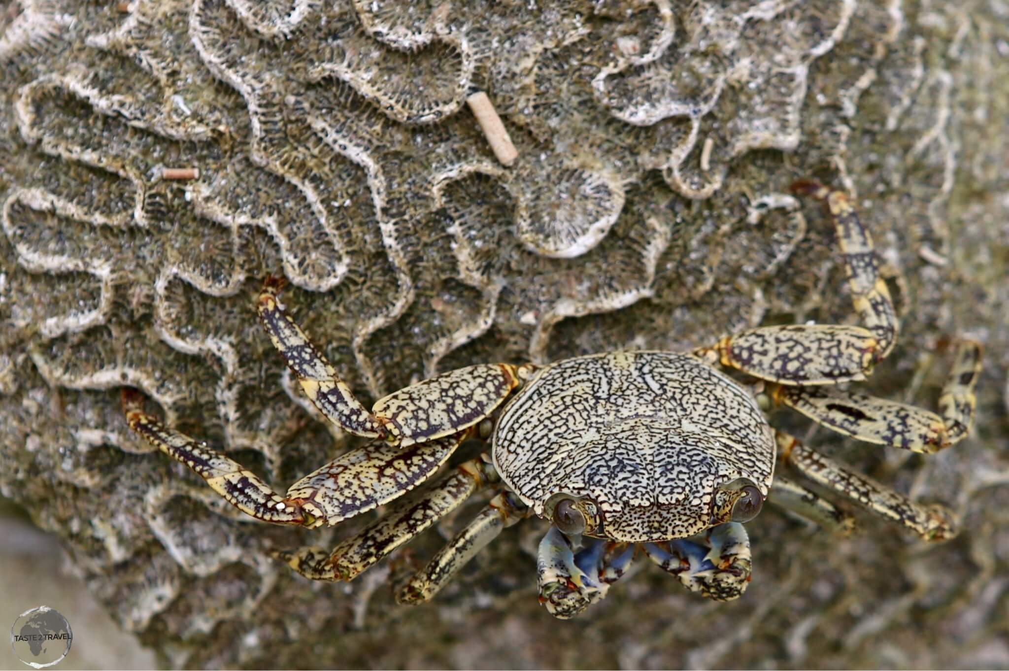 Grenada Travel Guide: A camouflaged crab on a piece of brain coral.