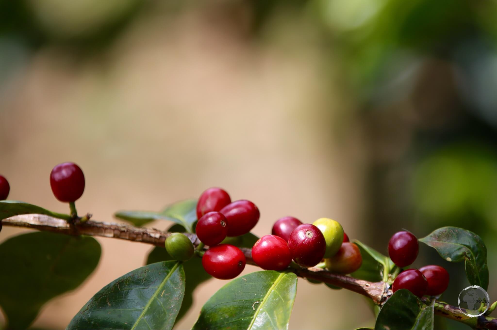 The famous Geisha coffee at Finca Lerida.