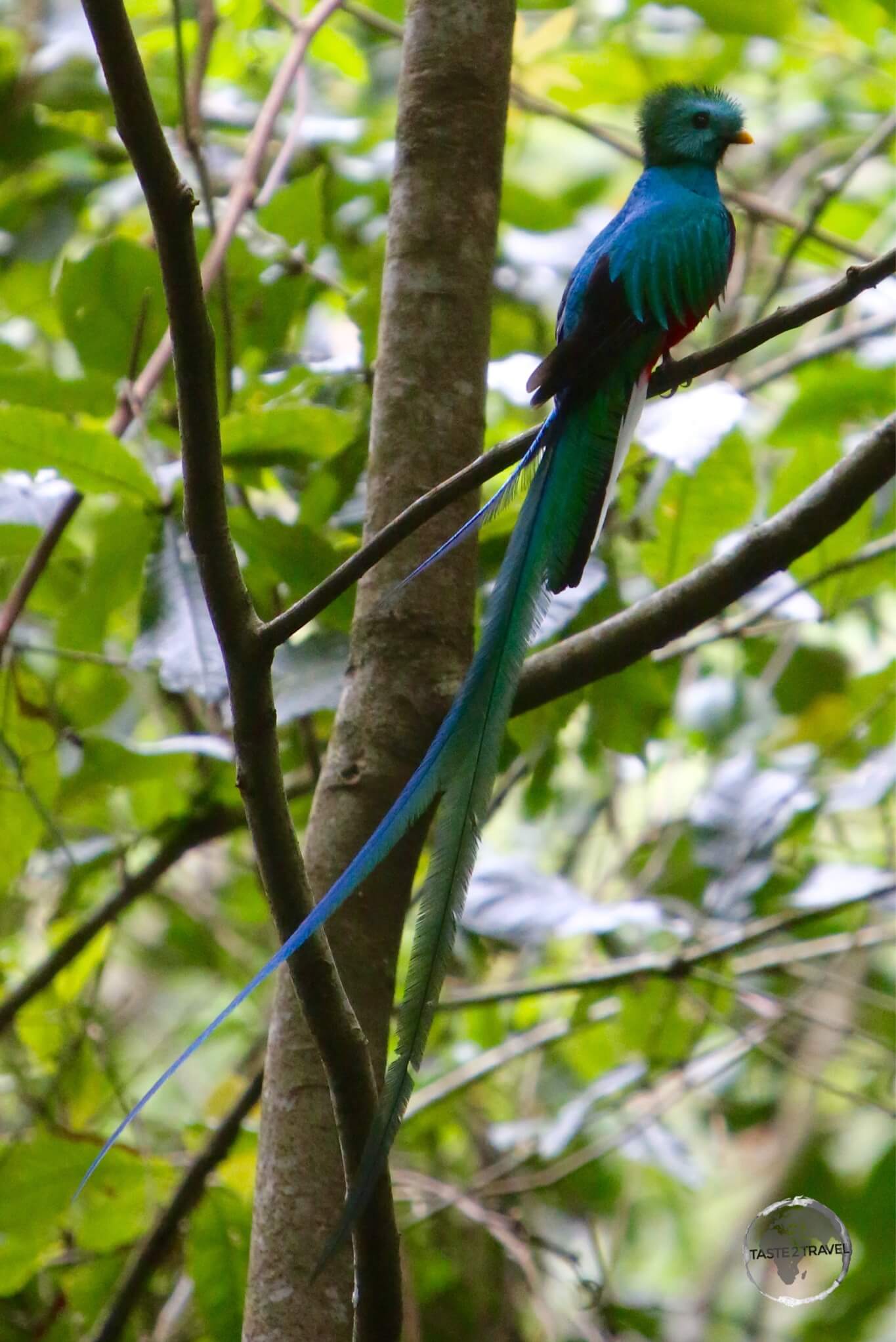 The resplendent male Quetzal. 