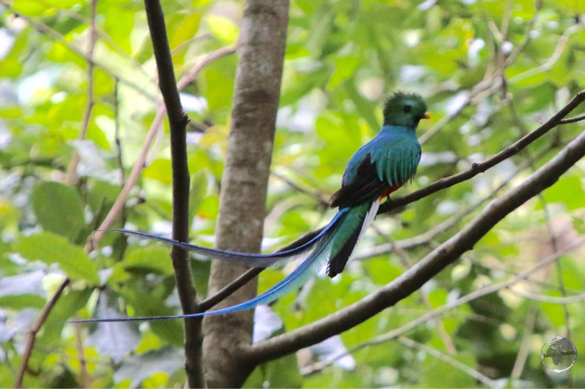 The equally elusive male Quetzal.