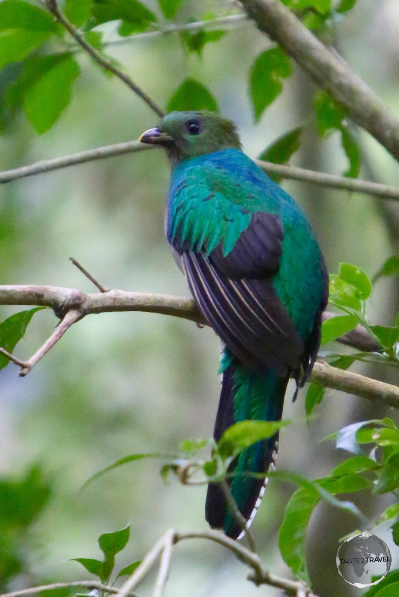 The elusive female Quetzal.