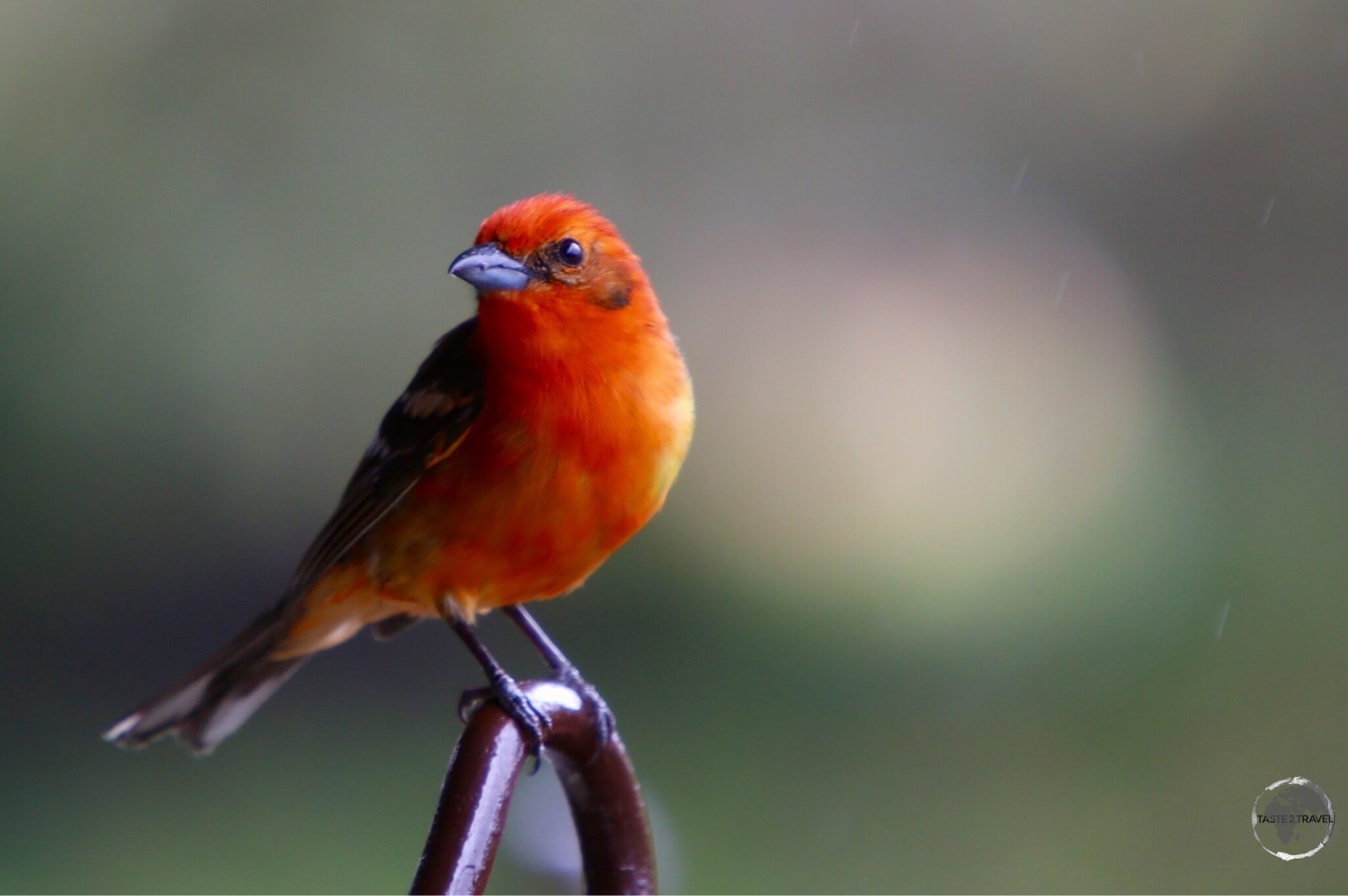 A Gambling bird striking a pose at Finca Lerida.