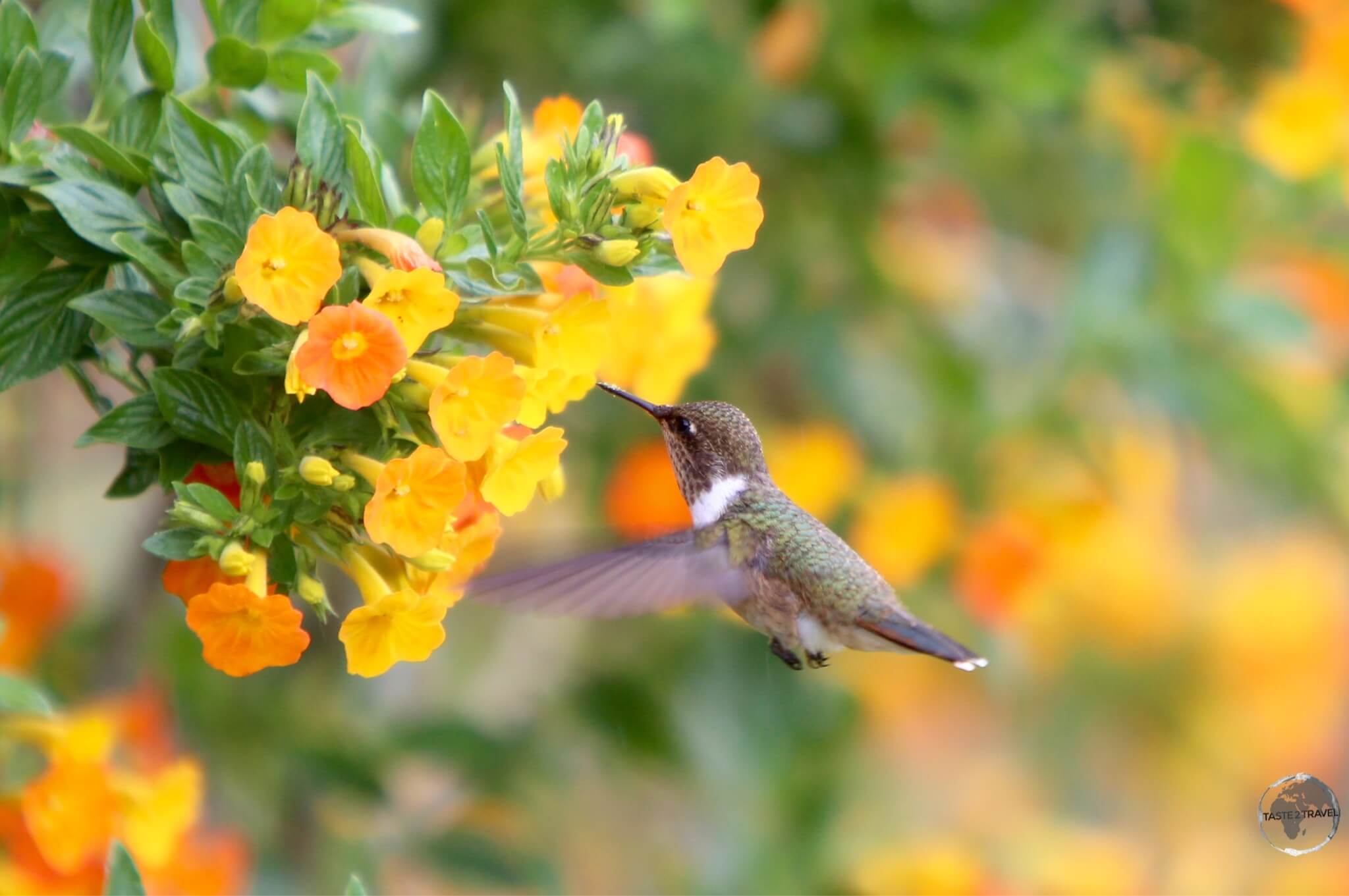 The tiny female Scintillant hummingbird is just 5-cm long.